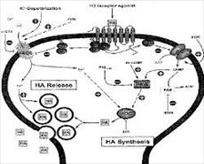 پاورپوینت نقش گیرنده های مرکزی هیستامینی (H1، H2 ،H3 ،H4) در اعمال فیزیولوژیک بدن