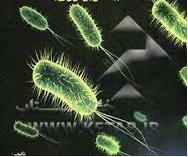 جزوه میکروبیولوژی عمومی براساس کتاب دکتر محبوبه میرحسینی