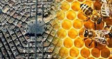 پاورپوینت معماری زنبورعسل